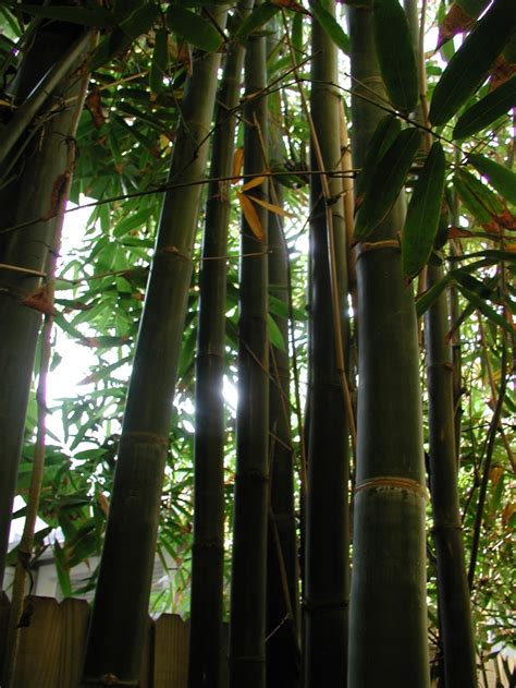 Pair of natural bamboo side tables; Giant Japanese timber bamboo (Bambusa Oldhamii) in our ...