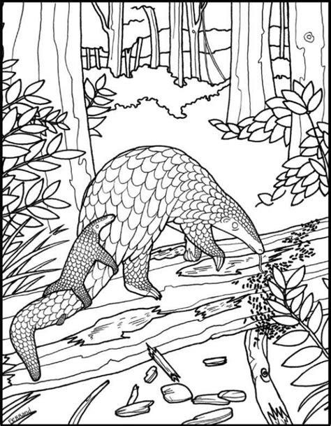 Giant sequoia coloring page now available! Resources and Fun - Save Pangolins