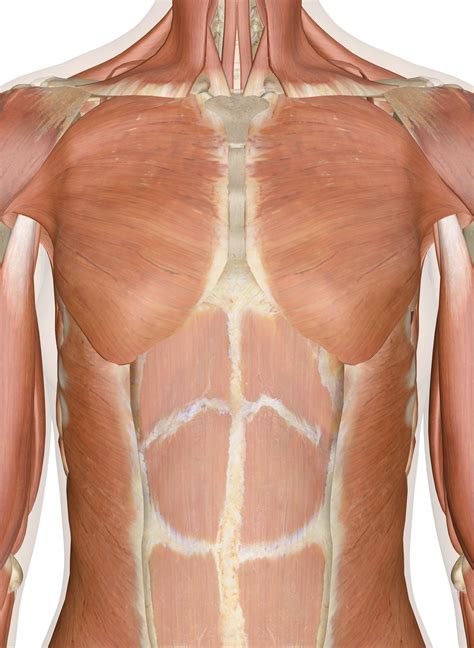 Second, some of the superficial muscles are already known by most people, though most likely by their common names: Muscles of the Chest and Upper Back