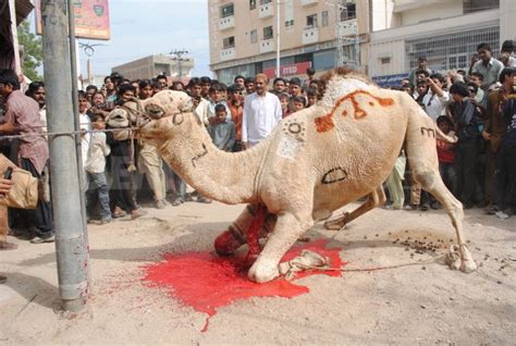 Is to pay tribute to the prophet hazrat ibrahim (a.s). 1320757348-camel-sacrifice-during-the-second-day-of-eid-ul ...