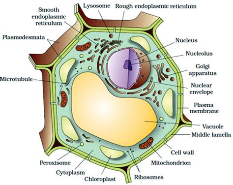 Plant cells differ from animal cells in having an additional layer around the cell membrane termed as the cell wall. Welcome to the Living World: Cell The Unit of Life - Notes ...