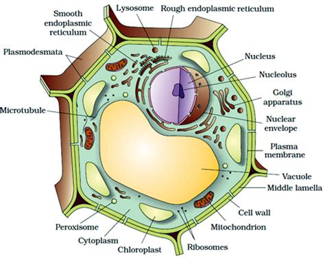 How to draw a animal cell easy and step by step. Welcome to the Living World: Cell The Unit of Life - Notes ...