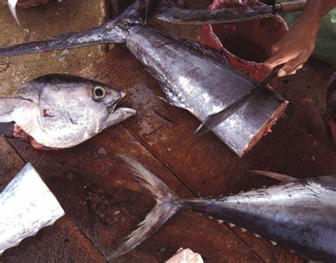 Продукты диета дюкана купить москва Самая вредная рыба: она содержит ртуть и соли тяжелых металлов Самая вредная рыба: она содержит ртуть и соли тяжелых металлов Продукты диета дюкана купить москва