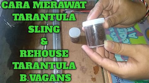 Nov 5, 2020 tinjau pada jun 13, 2019 waktu baca: Cara merawat Tarantula Sling dan Rehouse Tarantula B ...