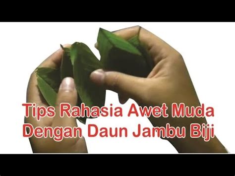 Kumpulan tips awet muda sehat. Tips Awet Muda Dengan Manfaat Daun Jambu Biji - "Cantik ...