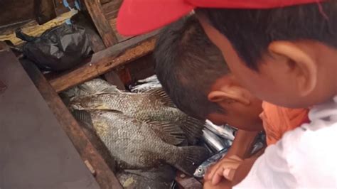 Hiu putih perkiraan panjang carcharodonmegalodon, sebagai raksasa, yang paling panjang antara 12 dan 15m (40 dan 50 ft), dengan beratsekitar 20 ton. PEMANCING INI DAPAT IKAN HIU 🦈🦈 DAN KAKAP HITAM 🐟🐟 - YouTube