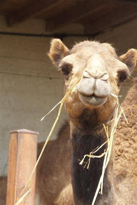 It is a fully searchable web application that is also available to use as an extension named camelizer. Dromedary Camel | SIMILAR BUT DIFFERENT IN THE ANIMAL KINGDOM