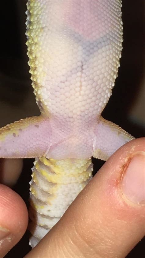 Cara membuat tumis genjer sama seperti tumisan berbahan sayur pada umumnya. Gecok Genjer : Male Or Female Leopard Gecko How To Sex ...