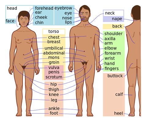 Use it as a reference, instead of an anatomy textbook, or to create virtual lab experiences. File:Human body features-en dark skin.svg - Wikipedia