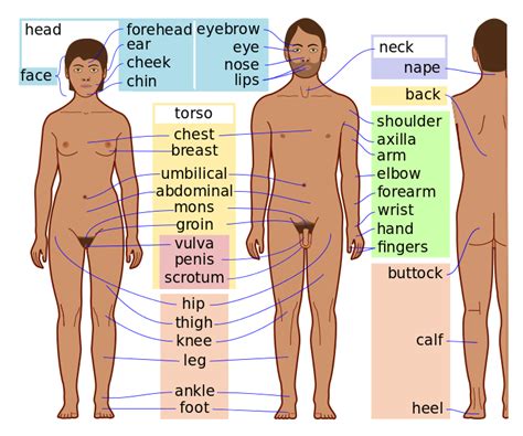 Even without exploiting temporal or kinematic. File:Human body features-en dark skin.svg - Wikimedia Commons