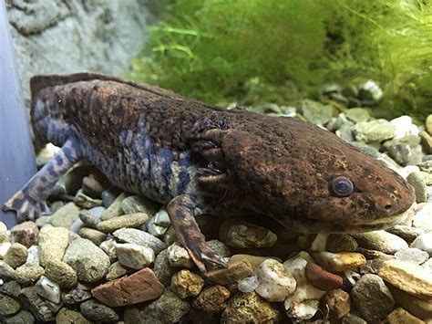 There are 5 or 6 kingdoms in taxonomy. Anderson's Salamander | TAXONOMY Kingdom: Animalia Phylum ...