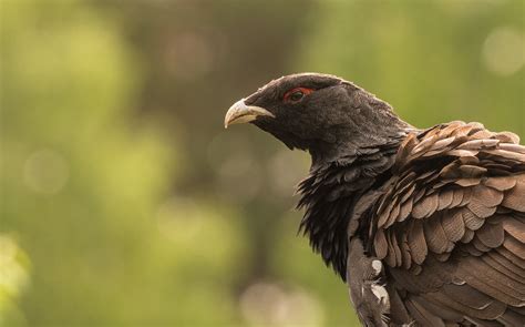 Tal van rivieren, kanalen en meren en uitgestrekte. Natuur- en vogelreis naar Wit-Rusland 2019: een reis terug ...