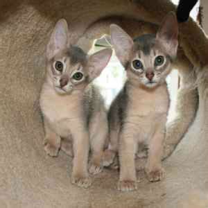 They are also clever, with one of their favorite pastimes being to emulate the actions of humans. Abyssinian Kittens - Abyssinian Kitten for sale in Ocala ...