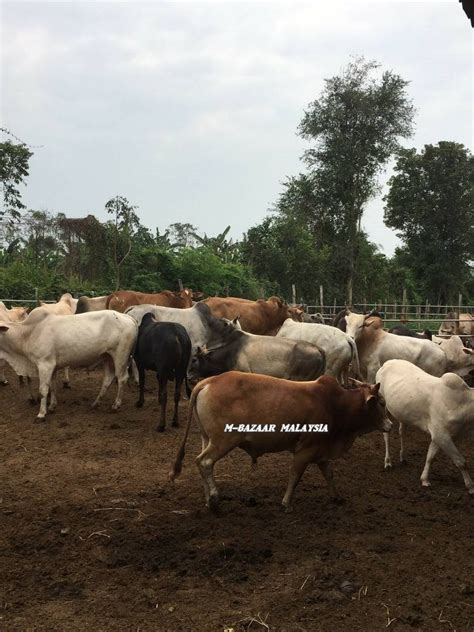 Setelah langkah pertama dirasa sukses, mereka mulai menternak jenis lainnya. Pembekal Lembu dan Kambing Muslim: Ladang Ternakan di Kelantan