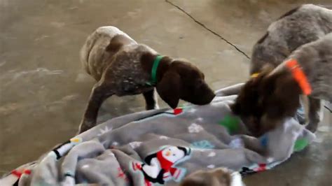 Browse search results for german shorthair pointer puppies for sale in cincinnati, oh. German Shorthaired Pointer Puppies For Sale - YouTube