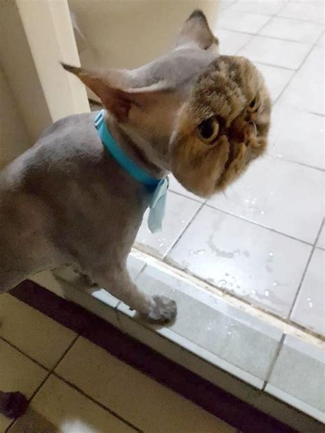 Funny dogs pictureis a page intended for all dog lovers :) share your photos and find other funny the perfect dog haircut soothing animated gif for your conversation. Esta dueña quedó sorprendida tras recoger a su gato de la ...
