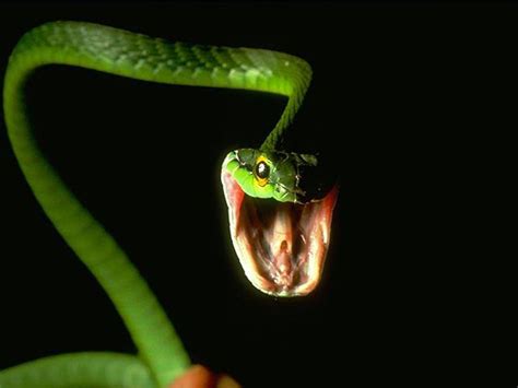 Mettre à jour automatiquement des fonds d'écran ou. fond d'écran serpent