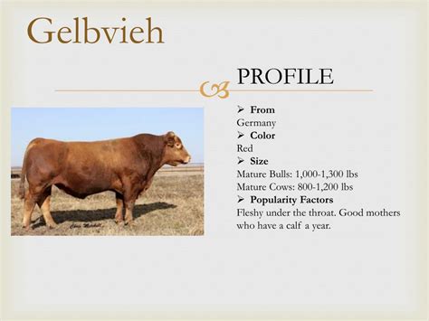 Historically brahman cattle are considered later maturing compared to bos taurus breeds, and have a perception of lower marbling and tenderness. PPT - Beef Cattle PowerPoint Presentation, free download ...