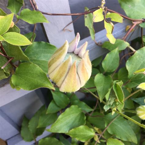 Maybe you would like to learn more about one of these? Clematis 'Diamantina'™ evipo039, Clematis 'Diamantina ...