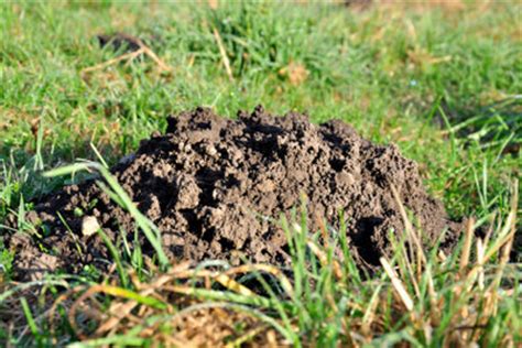 Der umzug aufs land ist oft nicht die optimale lösung. Rattenbau Im Garten - Gartengestaltung Idee