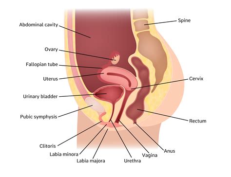 Also, its way easier to hurt a guys a kick to the groin is more painful on a woman than a kick to the more padded regions like the buttocks or hip area. Anatomy For Hysterectomy - Anatomy Drawing Diagram