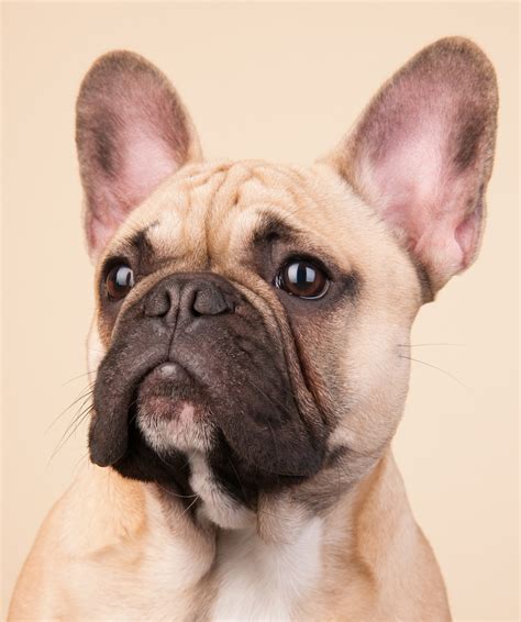 The french bulldog resembles a bulldog in miniature, except for the large, erect bat ears that are the breed's trademark feature. French Bulldog Breed Information Center - The Complete ...
