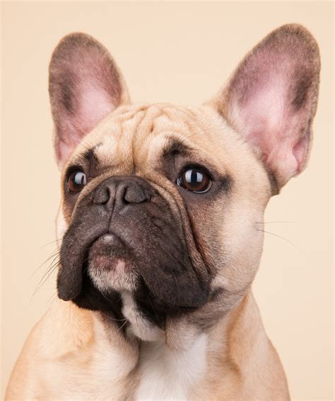 Nevertheless the selection must be made towards more open nostrils and a clear stated muzzle from a side angle of view, because it certainly has a relation. French Bulldog Breed Information Center - The Complete ...