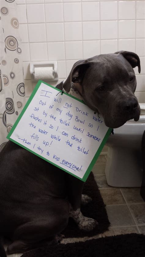 So, if your dog has not eaten for a day or two but shows no other signs of illness, don't worry. Dog Shame