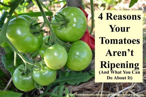 You may not be able. 4 Reasons Your Tomatoes Are Not Ripening - And How You Can ...