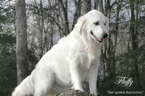 The golden retriever needs daily exercise, but likes to retrieve balls and sticks, so exercising is fairly easy; Golden Retriever puppies,Light,Cream,White,NJ,MA,CT,DE,RI ...