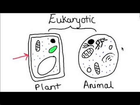 What are the three main differences between a plant cell and an animal cell. 2.3.5 State three differences between plant and animal ...