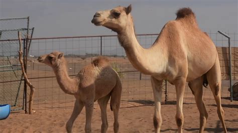 But first we need some information about the person. Oman Camels - YouTube