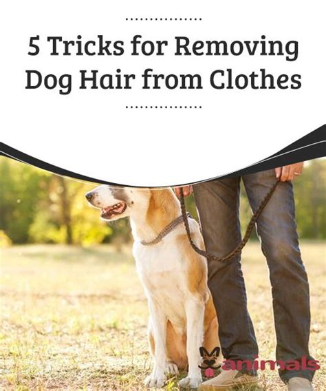 Take the lint screen outside and use a soft brush to remove any stuck hair. 5 Tricks for Removing Dog Hair from Clothes (With images ...