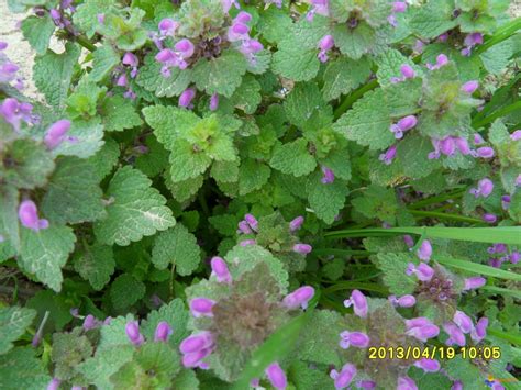 Article mis à jour le 03/07/20 11:16. Photo : fleurs mauves 10 à 12 cm de taille