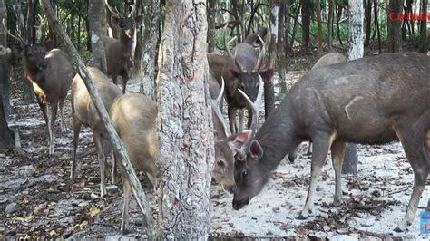 We did not find results for: Samber Deer Eat Banana - Monkey on the Samber Deer - CD ...