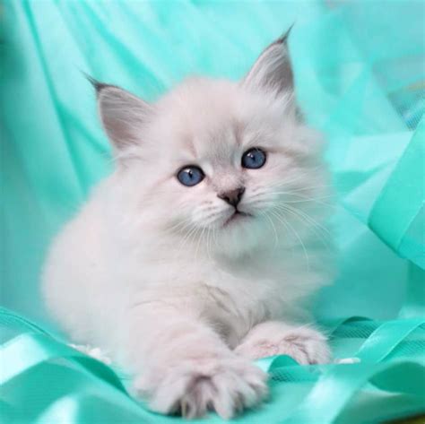 Learn about three places to find one and how to avoid getting ripped off by a bogus rescue. White Siberian Cat Price - Siberian Cat Kitten