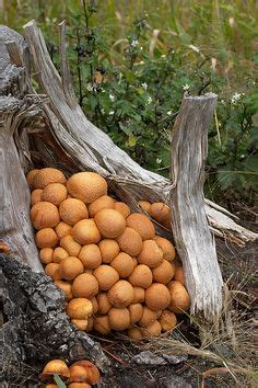 Stick a jumbo marshmallow halfway up a fork and toast over a burner, turning occasionally. Cyttaria darwinii | Edible mushrooms, Mushroom fungi, Fungi