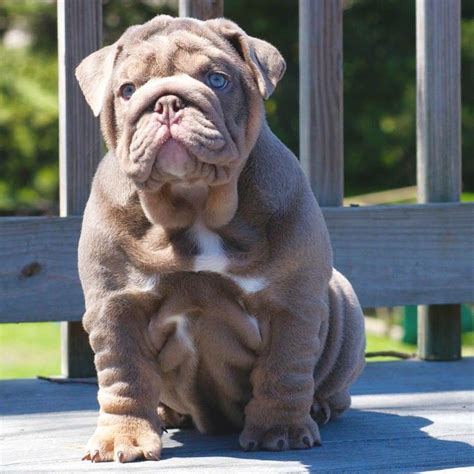 If they offer you a puppy and the price is well below that of the regular price be aware that bulldogs price ranges between $ 2,500 to $ 20,000. Lilac blue eyed English bulldog puppy. | English bulldog ...