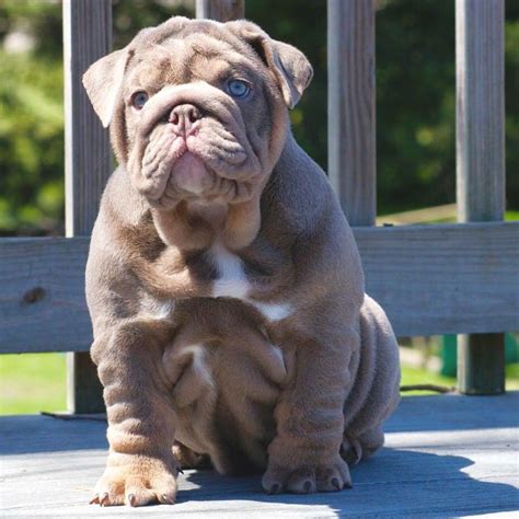 Small compact frenchie with perfect dna and temperament. Lilac blue eyed English bulldog puppy. | English bulldog ...