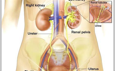 Internal organs stock photos and images. Picture Of Women\'S Internal Organs : Female Reproductive ...