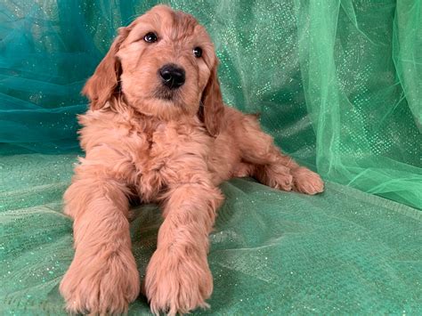 He also socializes well with his classmates! Goldendoodle Puppies For Sale In Iowa, $975 Males.