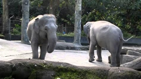 動(どう)物(ぶつ)園(えん) • (dōbutsuen) (historical kana どうぶつゑん). 台北木柵動物園 Taipei Zoo (Part 2) - YouTube