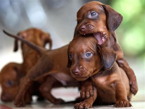 This breed comes in a wide variety of colors that include solid red or cream with a black nose. Miniature Dachshund Puppies For Sale | Reno, NV #152637