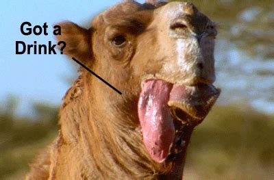 The quantity of water can drink by camel at a time. Cool Facts and Gadgets: A Thirsty Camel Can Drink 135 ...