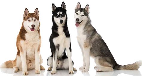The black guard hairs may be banded and some white may appear near the roots. Husky Colors, Patterns and the Meanings Behind The Coats
