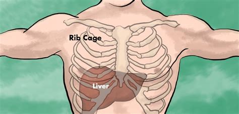 Most likely the kidney though perhaps the liver. Liver Pain: Location, Causes and Treatment