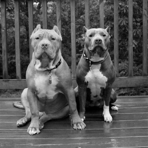 The puppy should be interested in friends, but. Pin by Karen on Max Terra Zeus Hercules Apollo.. (With images) | Pitbull terrier