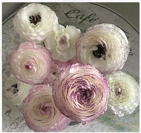 Ms provides fresh flowers farm direct, including roses, hydrangea, peonies, succulents shopping cart for wholesale flowers, diy wedding flowers and bulk flowers. White Ranunculus | Ranunculus | Wedding Flowers | Flowers ...