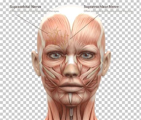 A regional atlas of the human body is sobotta, j. Facial Muscles Face Human Body Head And Neck Anatomy PNG ...