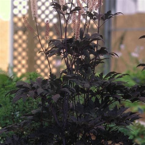 I grow the black cohosh in my shade garden in roanoke, va. Cimicifuga ramosa 'Hillside Black Beauty' (PP9988, COPF ...